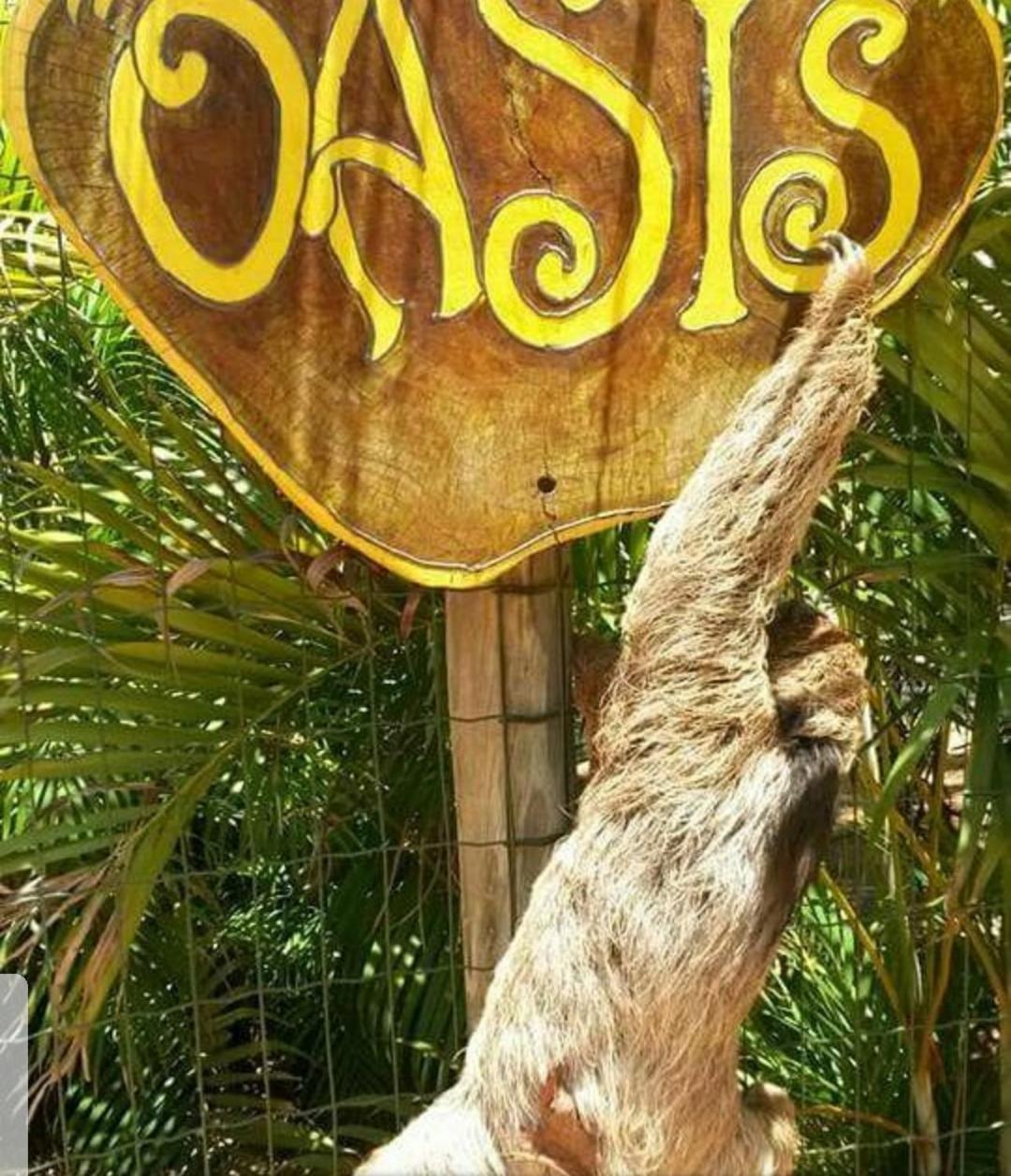 Chale "Oasis" Villa Praia do Forte Buitenkant foto